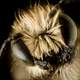 Image for article titled These Exquisite Bee Photographs Reveal Every Delicate Hair, Antenna, and Wing